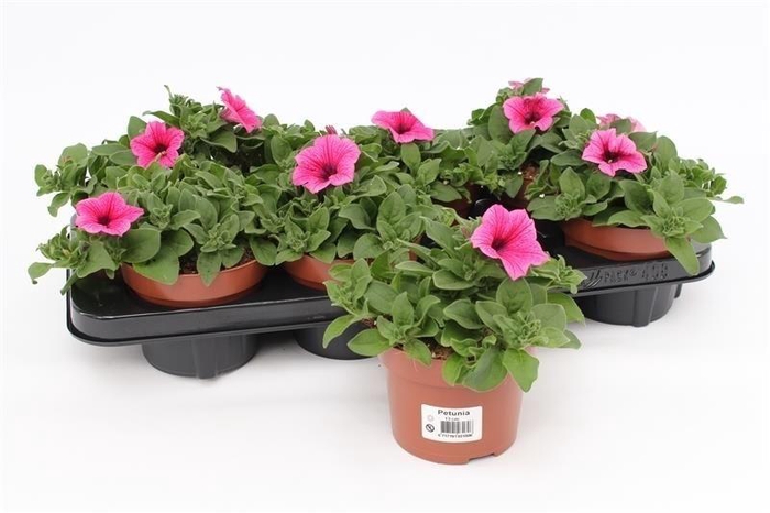 <h4>Petunia Surfinia Pink</h4>