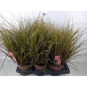 Uncinia rubra 'Everflame'