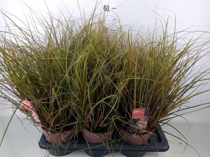 <h4>Uncinia rubra 'Everflame'</h4>