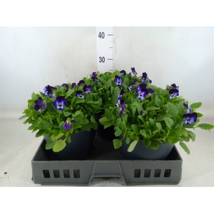 Viola corn. 'Evo Mini Violet Beaco'