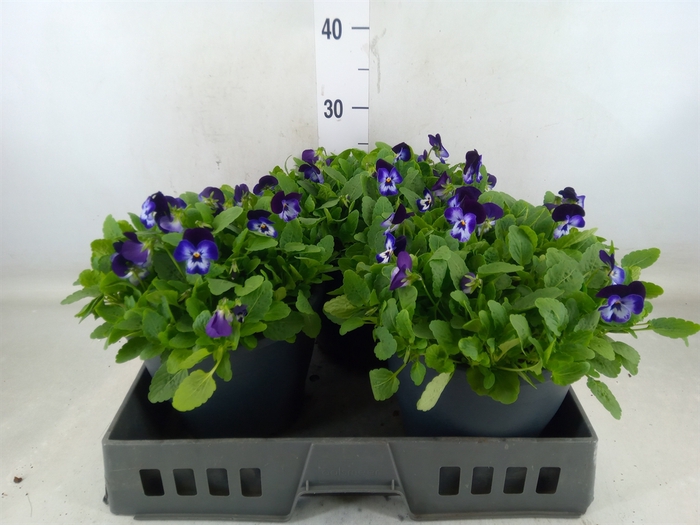 <h4>Viola corn. 'Evo Mini Violet Beaco'</h4>