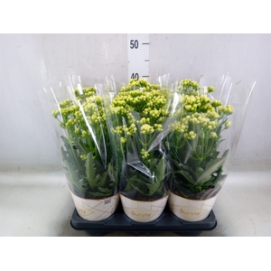 Kalanchoe  'Sunny White'