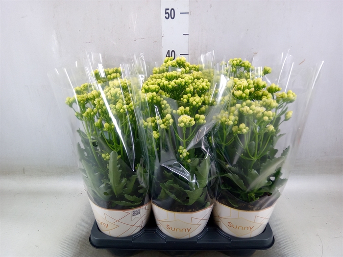 <h4>Kalanchoe  'Sunny White'</h4>