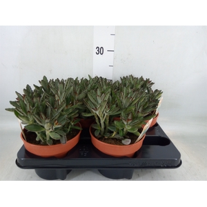 Kalanchoe NF tomentosa