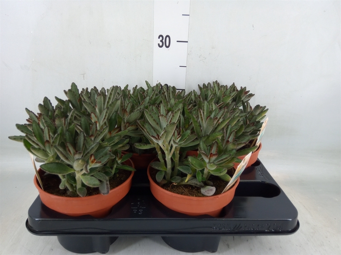 <h4>Kalanchoe NF tomentosa</h4>