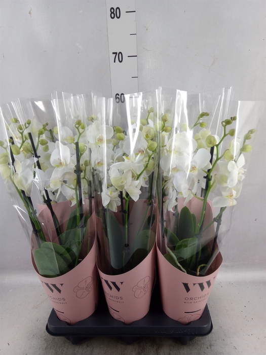 <h4>Phalaenopsis  'Ant Inverness'</h4>