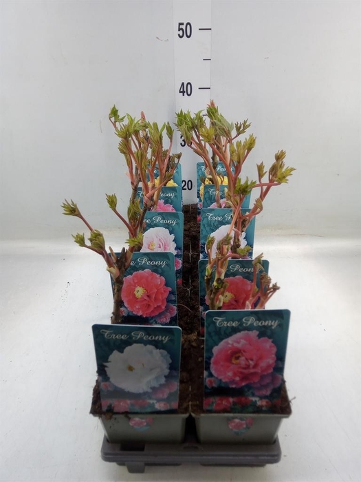 <h4>Paeonia suffruticosa   ...mix</h4>