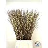 SALIX WILGENKATJES 100CM