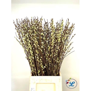 SALIX WILGENKATJES