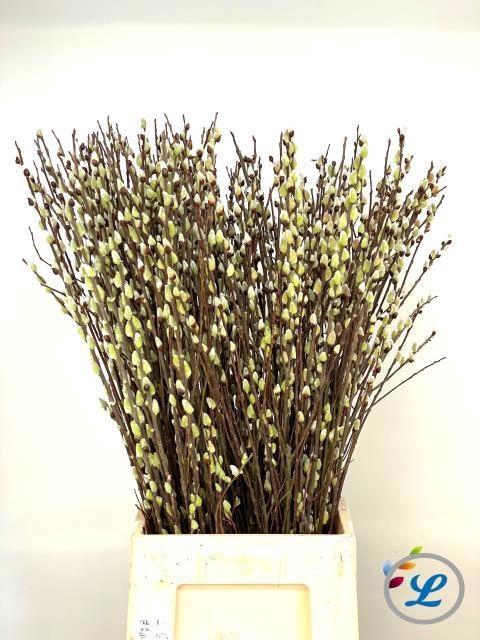 <h4>SALIX WILGENKATJES 100CM</h4>