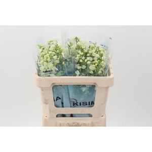 Delph En M Sil White