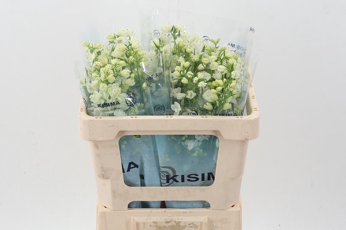 <h4>Delph En M Sil White</h4>