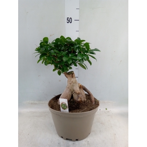 Ficus microcarpa 'Ginseng'