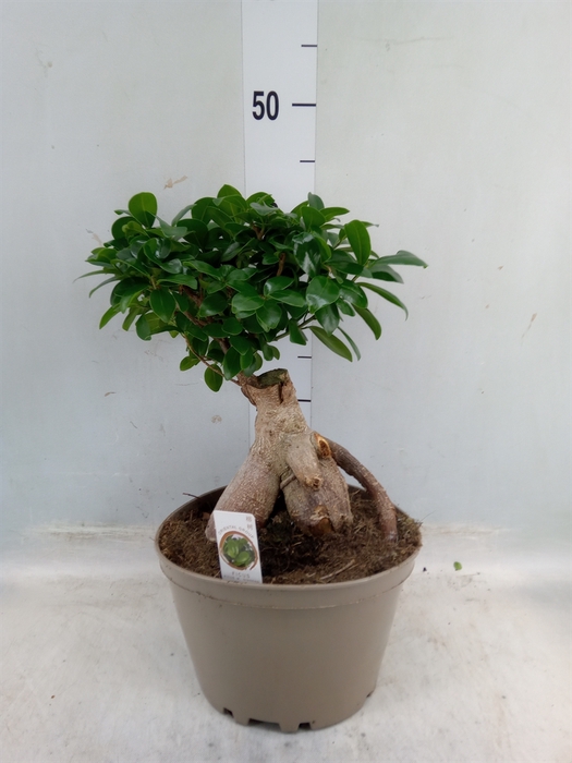 <h4>Ficus microcarpa 'Ginseng'</h4>