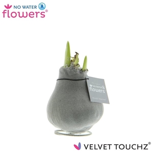 Hipp Waxbulb Velvet Silver