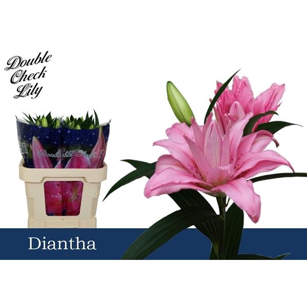 <h4>Li Or Diantha 3+</h4>