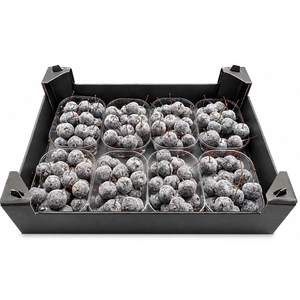 Waxmalus Gl Zwart