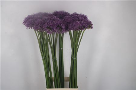 <h4>Allium Gladiator</h4>