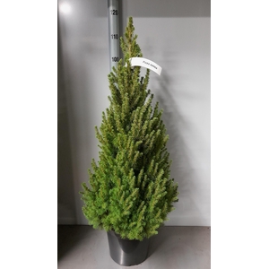 PICEA GL CONICA