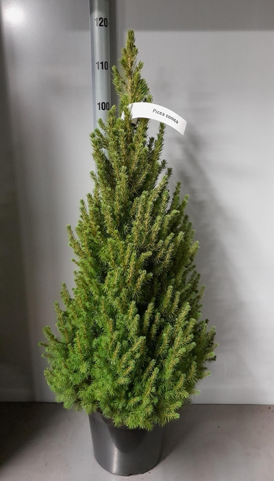 <h4>PICEA GL CONICA</h4>