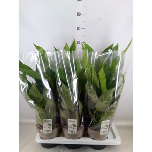 Spathiphyllum  'Diamond'