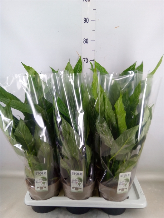 <h4>Spathiphyllum  'Diamond'</h4>