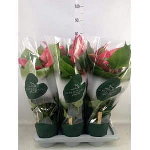 Anthurium andr. 'Melodia Ibis'