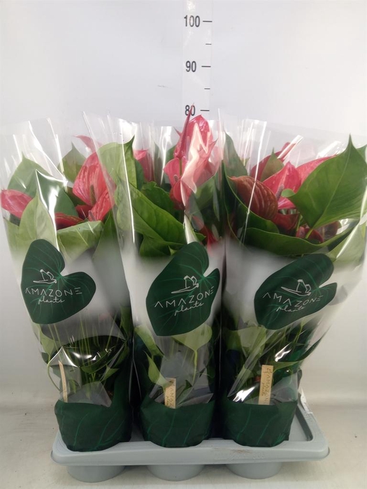 <h4>Anthurium andr. 'Melodia Ibis'</h4>