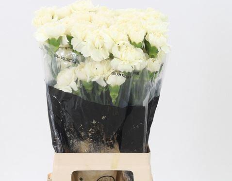 <h4>DI ST DILETTA CREMA</h4>