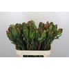 Leucadendron Laurel Yellow