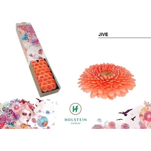 Germini Pomponi Jive Doos