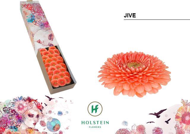 <h4>GE MB GERPONI JIVE</h4>