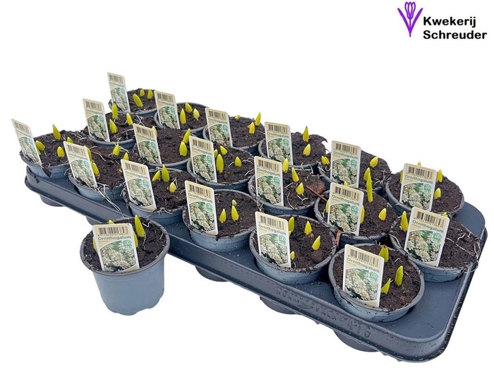 <h4>ORNIT BALANSAE</h4>