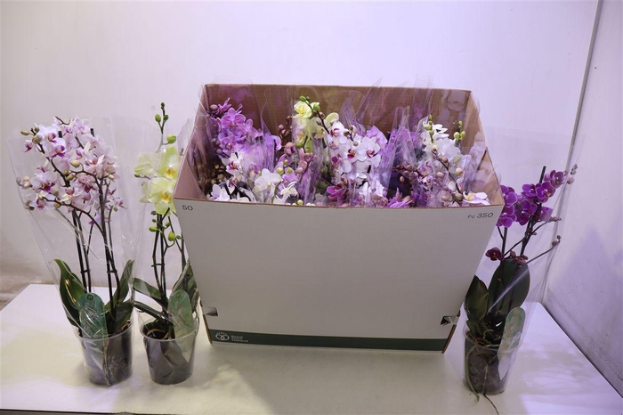 <h4>Phal Mf Gem 8 Kl</h4>