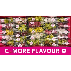 Mini cymbidium 'Mix 30' cm