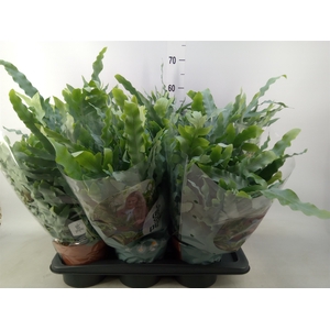 Phlebodium aureum 'Blue Star'