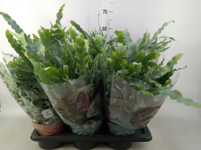 <h4>Phlebodium aureum 'Blue Star'</h4>