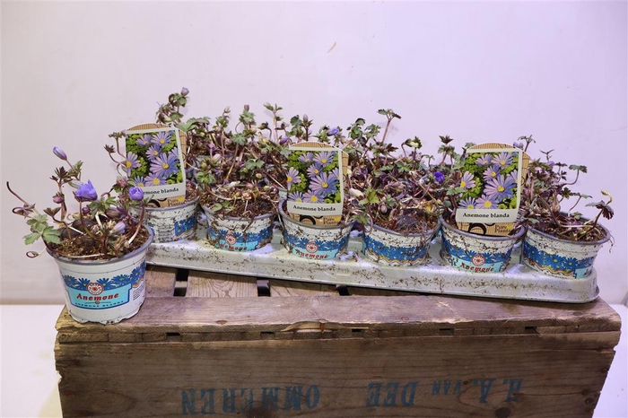 <h4>Anem Bl Blue Shades</h4>