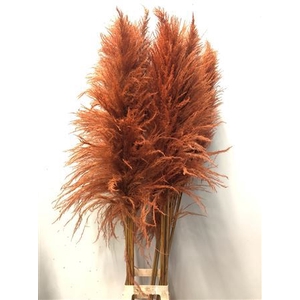 Cortaderia Orange