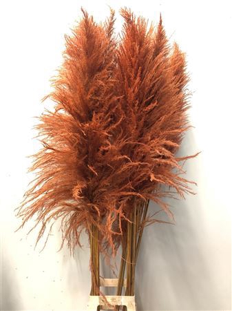 <h4>Cortaderia Orange</h4>