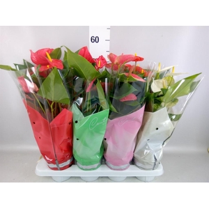 Anthurium   ...mix 4