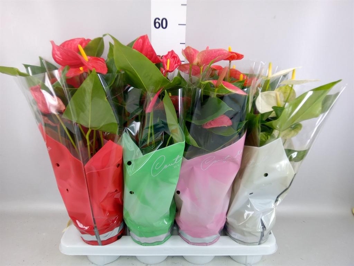 <h4>Anthurium   ...mix 4</h4>