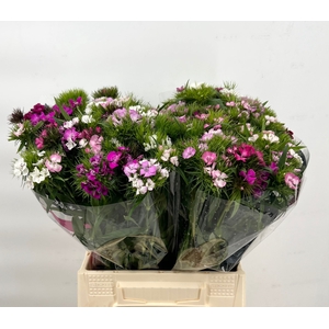 Dianthus Br Am Mix rainbow