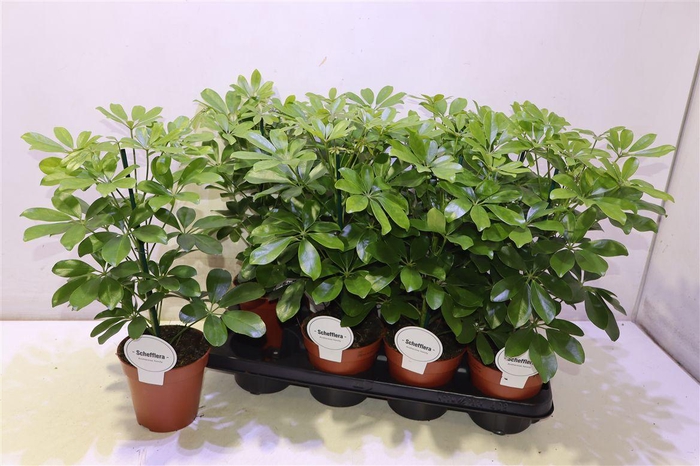 <h4>arr8 Schef Ar Nora</h4>