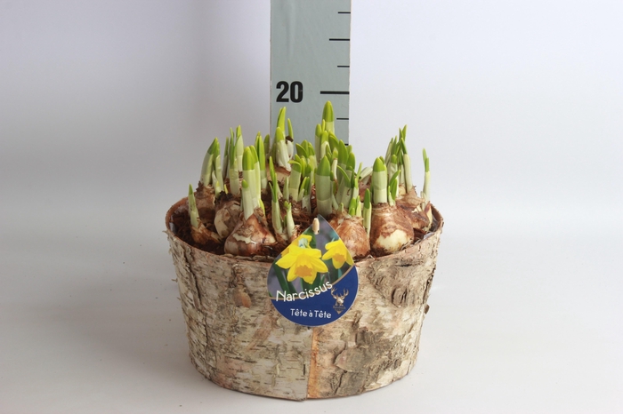 <h4>ARR NARCISSUS</h4>