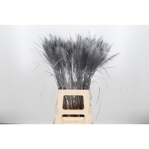 Pennisetum Kl Bh Zilver