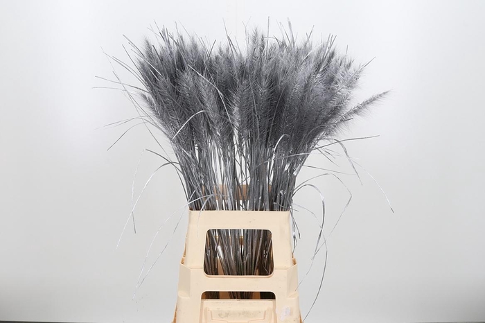 <h4>Pennisetum Kl Bh Zilver</h4>
