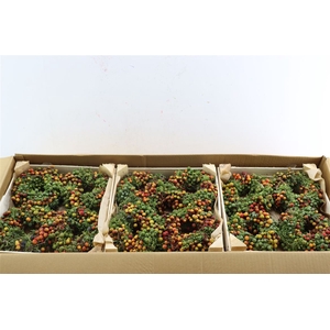 Wr Sierfruit Juniperus Arbutus Mix 12cm