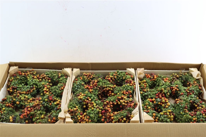 <h4>Wr Sierfruit Juniperus Arbutus Mix 12cm</h4>