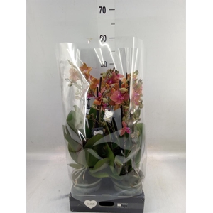 Phalaenopsis   ...orange